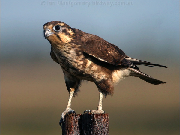 Brown Falcon brown_falcon_16518.psd