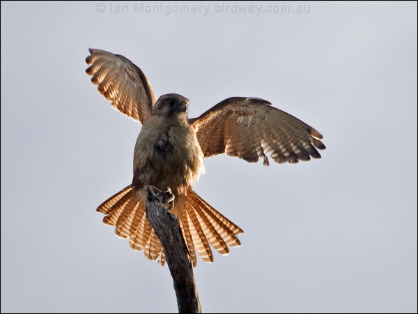 Brown Falcon brown_falcon_182647.psd