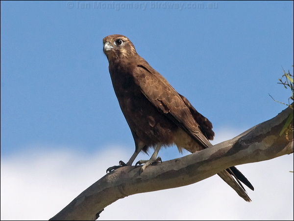 Brown Falcon brown_falcon_186925.psd