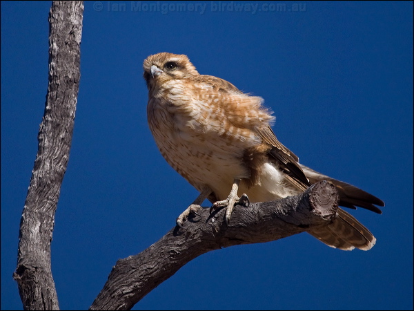 Brown Falcon brown_falcon_187458.psd