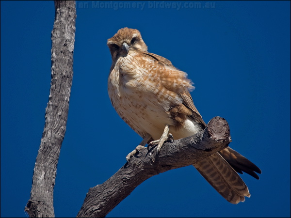 Brown Falcon brown_falcon_187470.psd