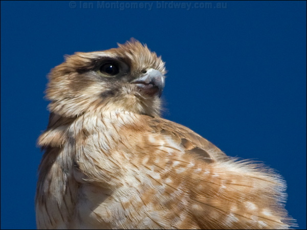 Brown Falcon brown_falcon_187482.psd