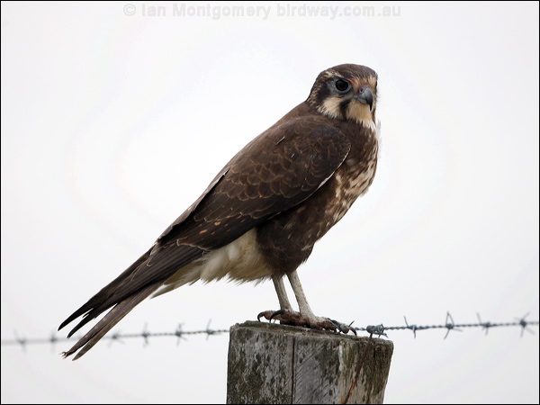Brown Falcon brown_falcon_86459.psd