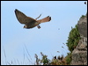Click here to enter gallery and see photos of Common Kestrel
