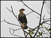 Click here to enter gallery and see photos of Northern Crested Caracara