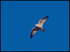 Click here to enter gallery and see photos of Grey Falcon