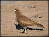 Click here to enter gallery and see photos of Mountain Caracara