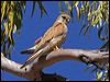 Click here to enter gallery and see photos of Nankeen (Australian) Kestrel
