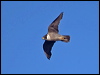 Click here to enter gallery and see photos of Peregrine Falcon