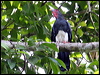Click here to enter gallery and see photos of Red-throated Caracara