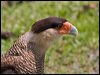 Click here to enter gallery and see photos of Southern Crested Caracara