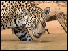 Click here to enter gallery and see photos/pictures/images of Jaguar