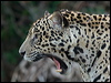 jaguar_204326