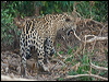 jaguar_204362