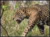 jaguar_205636