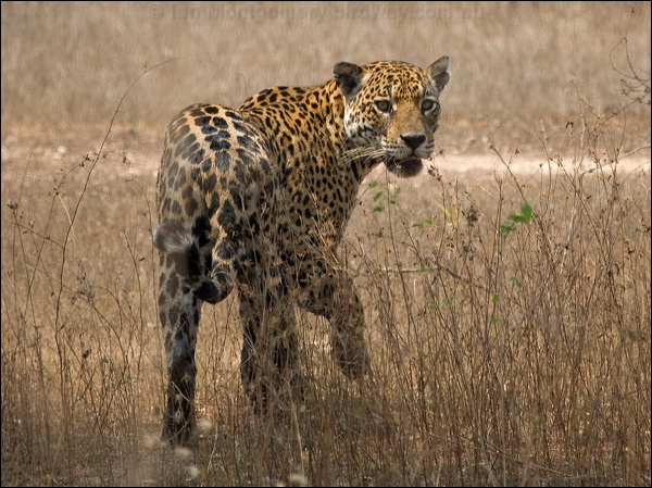 Jaguar jaguar_203744.psd