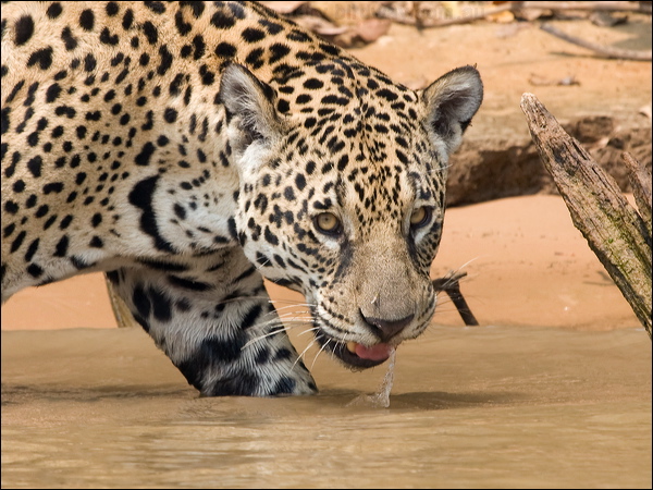 Jaguar jaguar_204021.psd