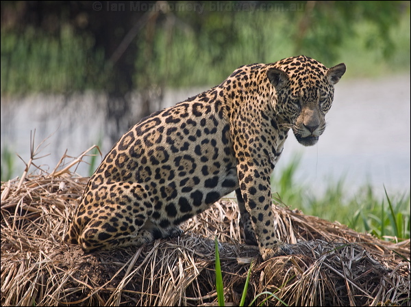 Jaguar jaguar_204194.psd
