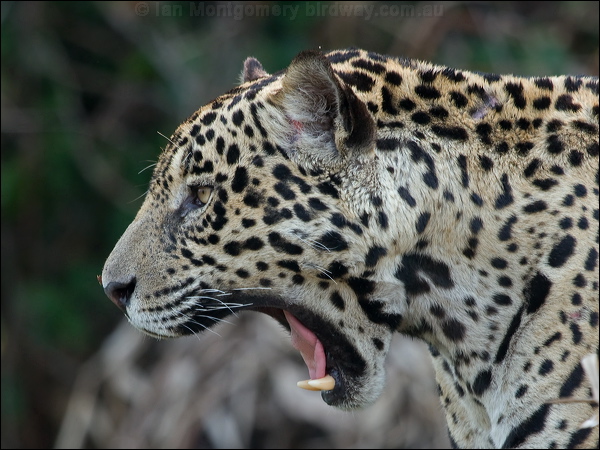 Jaguar jaguar_204326.psd