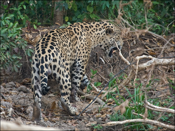 Jaguar jaguar_204362.psd