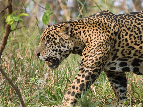 Jaguar jaguar_205636.psd