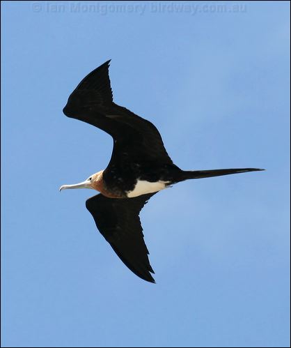 Great Frigatebird greater_frigatebird_45036.psd