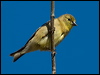 Click here to enter gallery and see photos/pictures/images of American Goldfinch
