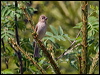 Click here to enter gallery and see photos/pictures/images of Common Rosefinch