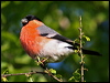 Click here to enter gallery and see photos of: Eurasian Chaffinch; Brambling; European Serin; European Greenfinch; Pine Siskin; Lesser and European Goldfinches; Hoary Redpoll; Twite; Eurasian Linnet; Plain Mountain-Finch; Gray-crowned Rosy-Finch; House Finch; Eurasian Bullfinch and Evening Grosbeak.