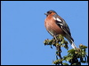 Click here to enter gallery and see photos/pictures/images of of Common Chaffinch