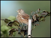 Click here to enter gallery and see photos/pictures/images of of Common Linnet