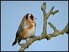 Click here to enter gallery and see photos/pictures/images of of European Goldfinch
