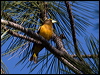 Click here to enter gallery and see photos/pictures/images of of Evening Grosbeak