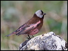 Click here to enter gallery and see photos/pictures/images of of Grey-crowned Rosy-Finch