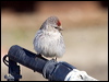 Click here to enter gallery and see photos/pictures/images of of Arctic Redpoll