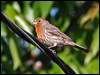 Click here to enter gallery and see photos/pictures/images of of House Finch
