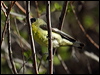 Click here to enter gallery and see photos/pictures/images of of Lesser Goldfinch