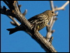 Click here to enter gallery and see photos/pictures/images of of Pine Siskin