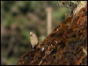 Click here to enter gallery and see photos/pictures/images of of Plain Mountain Finch