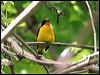 Click here to enter gallery and see photos/pictures/images of Violaceous Euphonia
