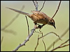 Clickable thumbnail to enter photo gallery of Chotoy Spinetail