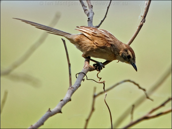 Chotoy Spinetail chotoy_spinetail_206145.psd