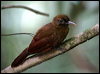 Clickable thumbnail to enter photo gallery of Plain-brown Woodcreeper