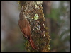 Click here to enter gallery and see photos/pictures/images of Spot-crowned Woodcreeper