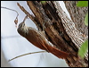 Clickable thumbnail to enter photo gallery of Streak-headed Woodcreeper