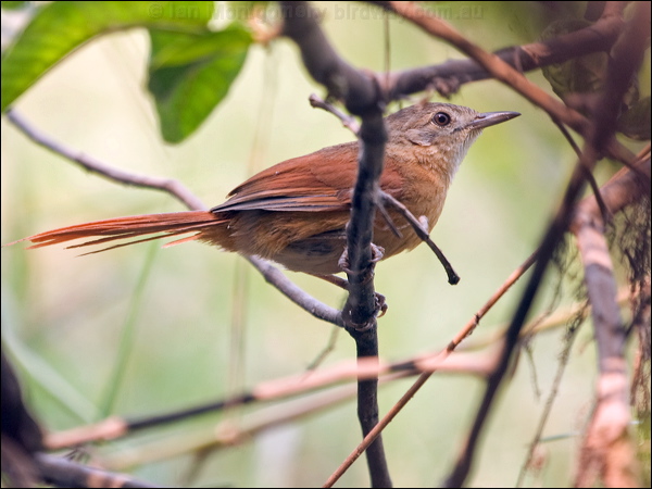 White-lored Spinetail wh_lored_spinetail_206159.psd