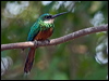 Click here to enter gallery and see photos/pictures/images of Rufous-tailed Jacamar