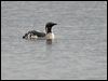 Click here to enter gallery and see photos of Arctic/Black-throated Loon/Diver