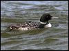 Click here to enter gallery and see photos of Common Loon/Great Northern Diver