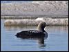 Click here to enter gallery and see photos of Pacific Loon 